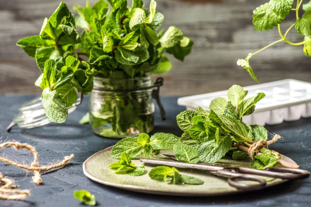 Fresh mint sprigs on a plate with scissors and an ice cube tray